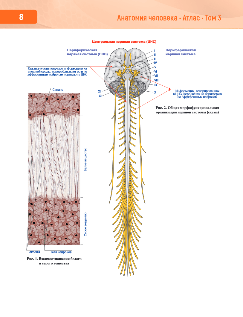 Анатомия человека. Атлас в 3-х томах. Том 3. Нервная система. Органы чувств