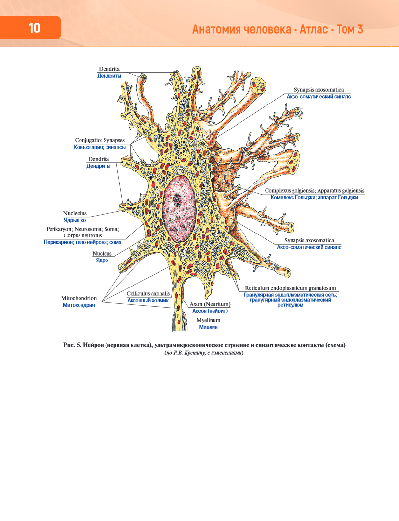 Анатомия человека. Атлас в 3-х томах. Том 3. Нервная система. Органы  чувств, Крыжановский В.А., Никитюк Д. Б., Клочкова С.В. - Интернет-магазине  новинок медицинской литературы