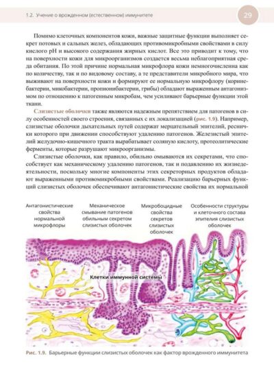Медицинская иммунология и аллергология — изображение 13