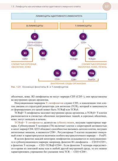 Медицинская иммунология и аллергология — изображение 9