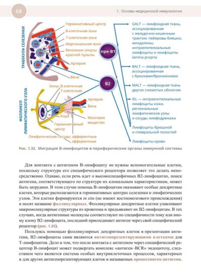 Медицинская иммунология и аллергология — изображение 8
