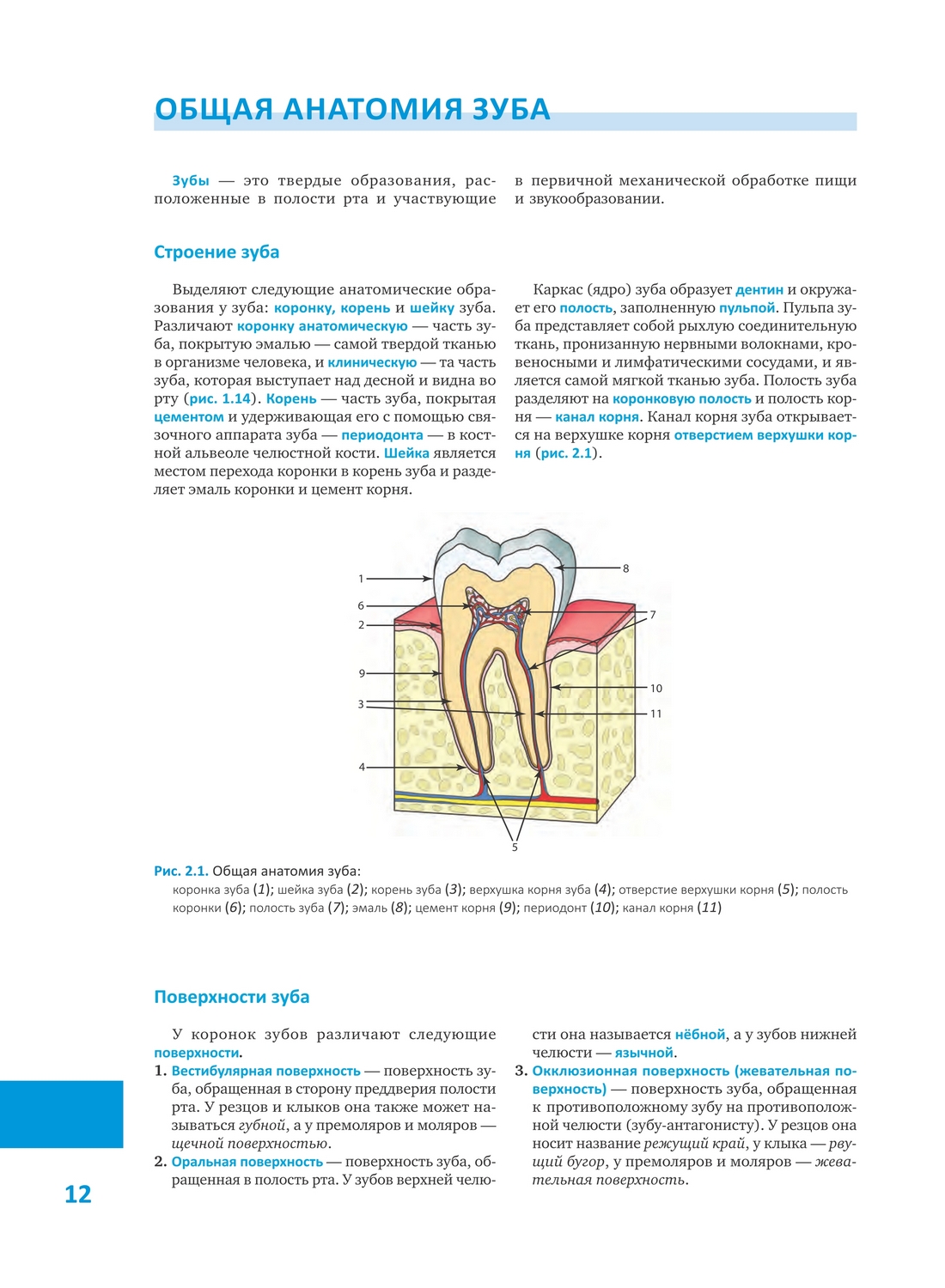 Методологические подходы к моделированию зубов