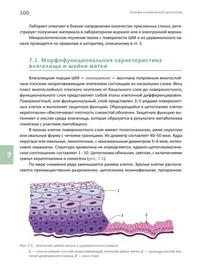 Основы клинической цитологии — изображение 13