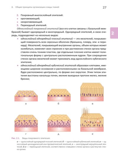 Основы клинической цитологии — изображение 7