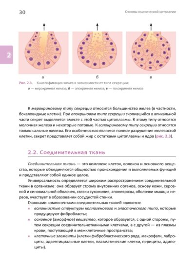 Основы клинической цитологии — изображение 6