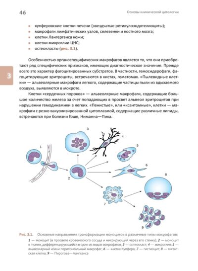 Основы клинической цитологии — изображение 5