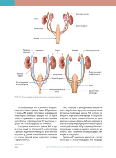 Гормональные исследования в клинической практике. Руководство — изображение 8