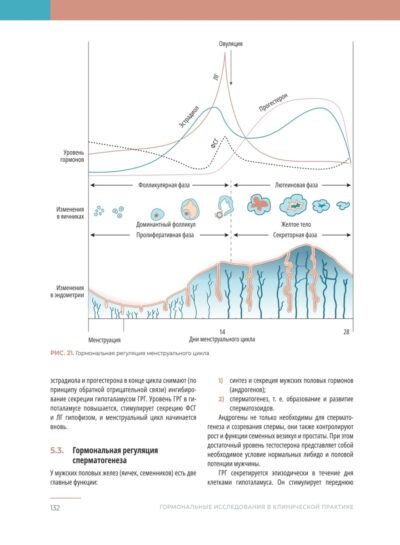 Гормональные исследования в клинической практике. Руководство — изображение 7