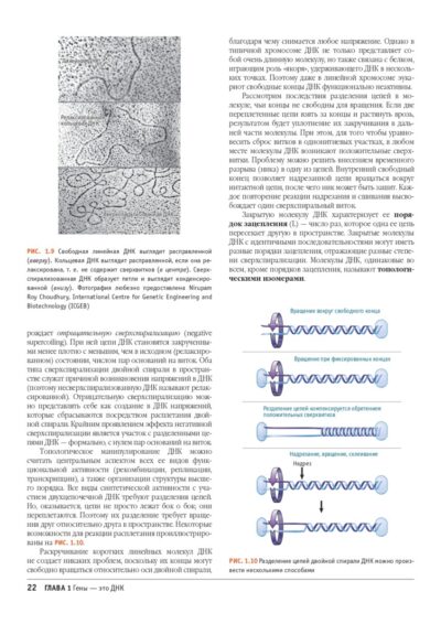 Гены по Льюину 5 изд. — изображение 18
