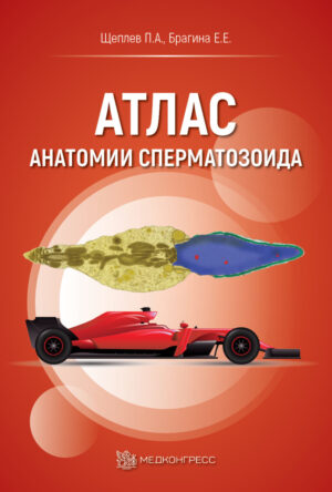 Атлас анатомии сперматозоида