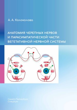 Анатомия черепных нервов и парасимпатической части вегетативной нервной системы