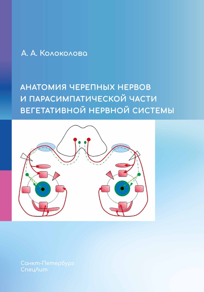 Анатомия черепных нервов и парасимпатической части вегетативной нервной системы