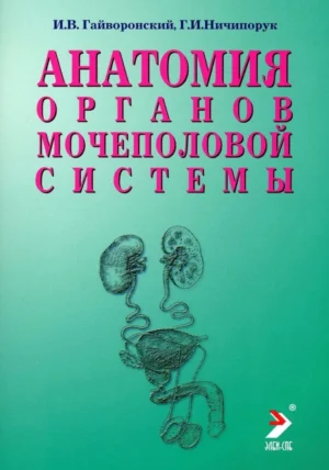 Анатомия органов мочеполовой системы